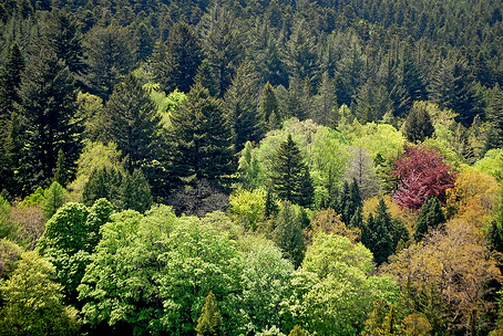 Série documentaire "Restoration in the model forests"