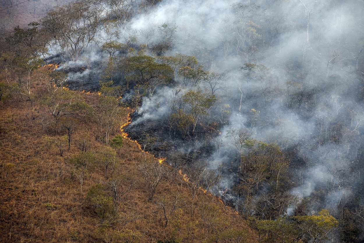 Régénération des forêts après un incendie