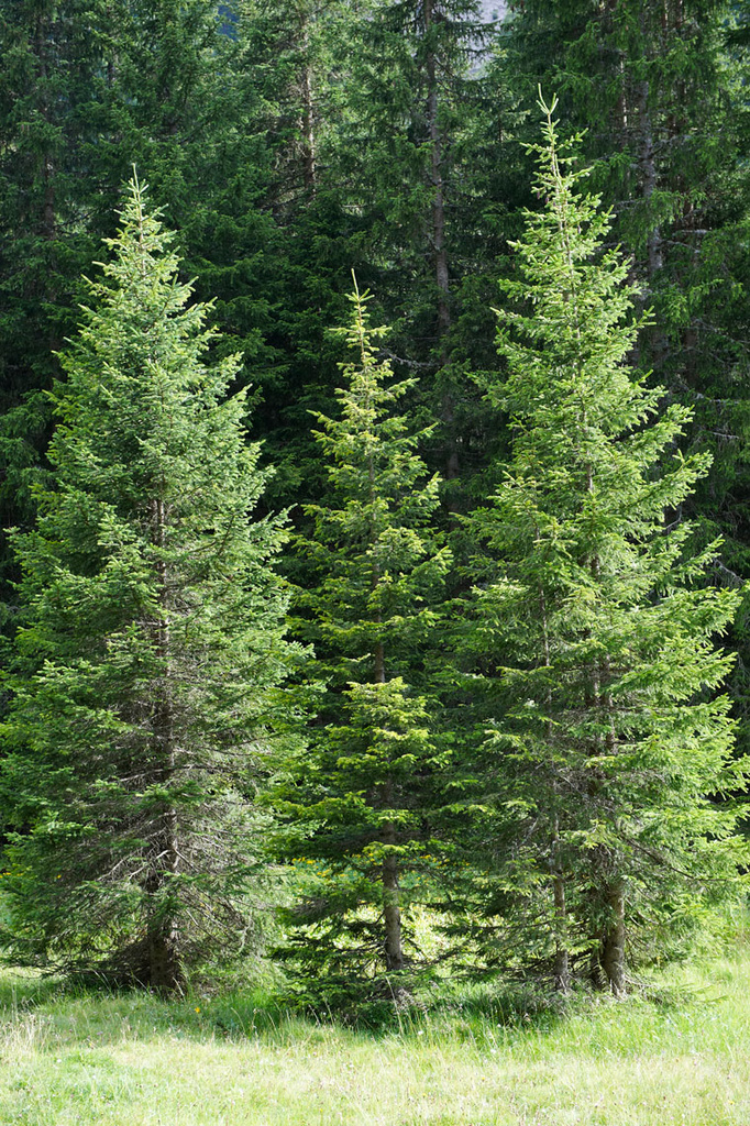 Enquête Européenne auprès des propriétaires et des gestionnaires forestiers