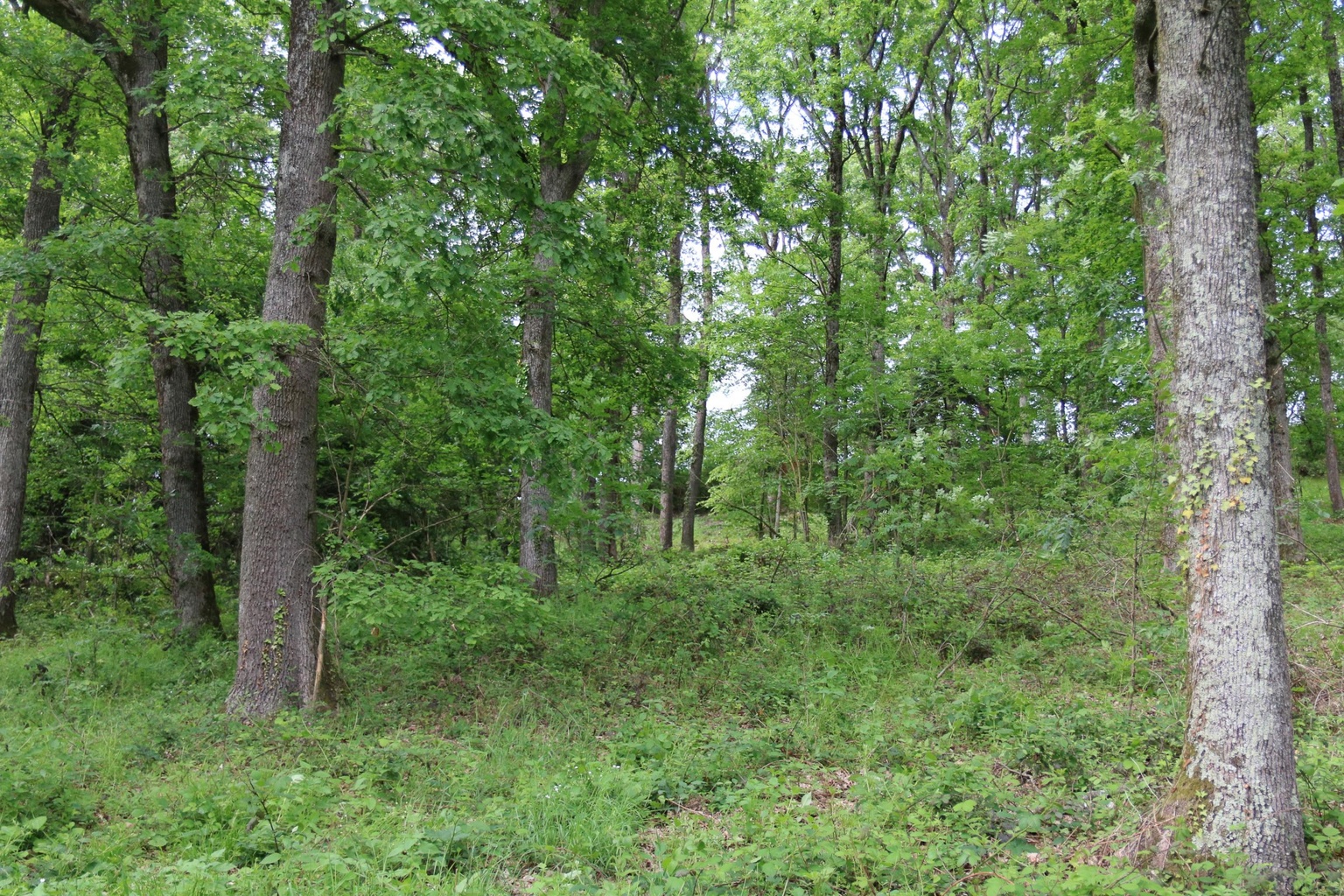 Webinaire "Des forêts privées au service de la santé : points de vue de propriétaires forestiers engagés"