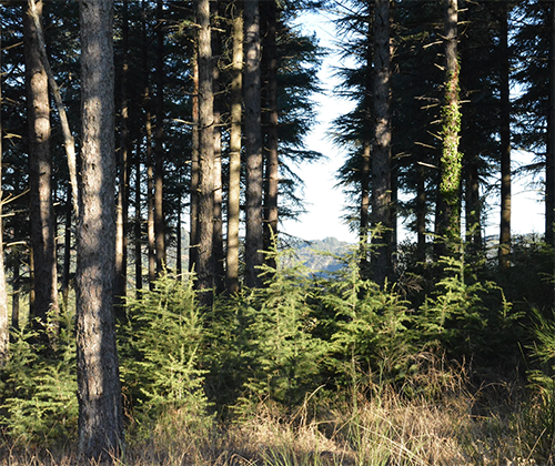 Le cèdre en Occitanie : une soirée-conférences et une journée de visite sur le terrain en forêt privée dans la Montagne Noire (Aude et Tarn)