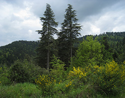 Le cèdre en Occitanie : une soirée-conférences et une journée de visite sur le terrain en forêt privée dans la Montagne Noire (Aude et Tarn)